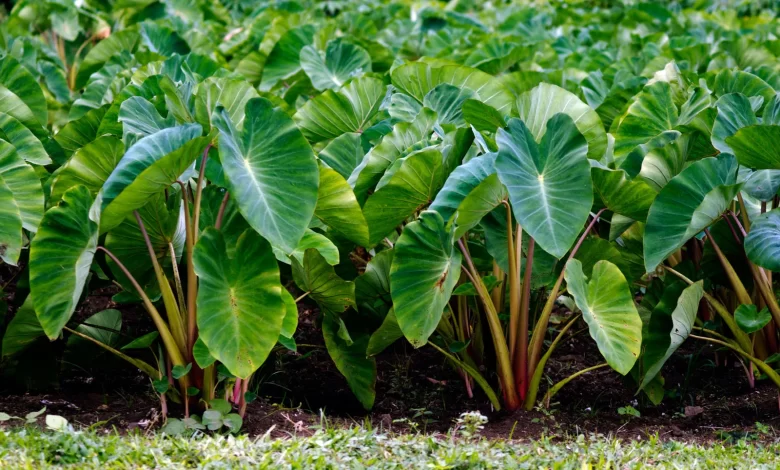 Taro Root Cultivation in India